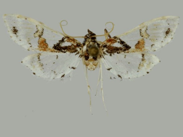 Leucinodes malawiensis